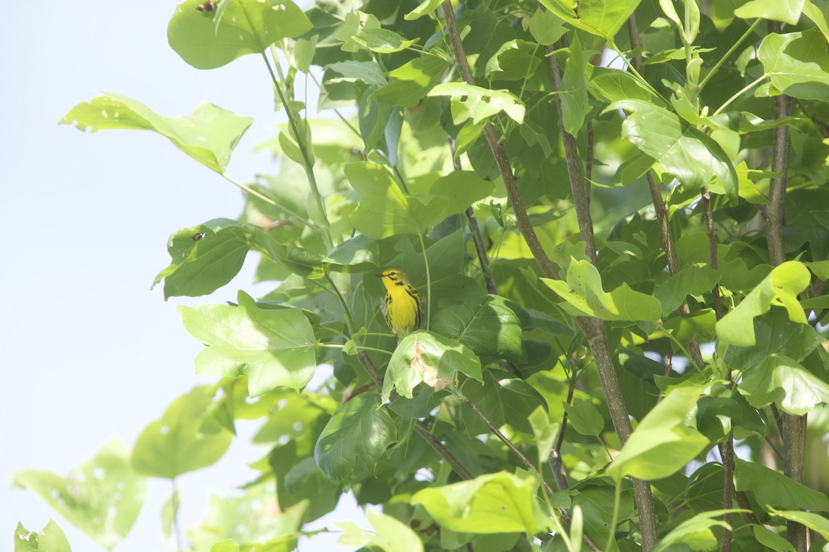 Prairie Warbler - Paul Miller