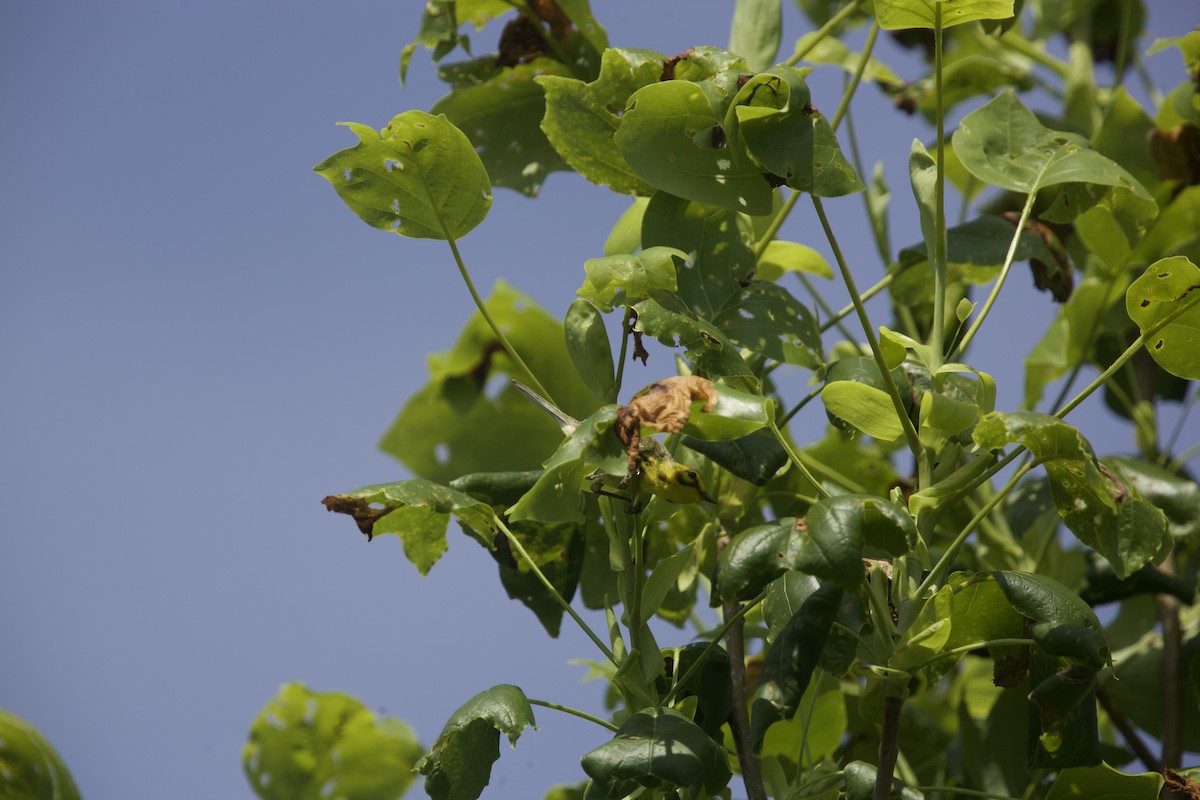 Prairie Warbler - Paul Miller