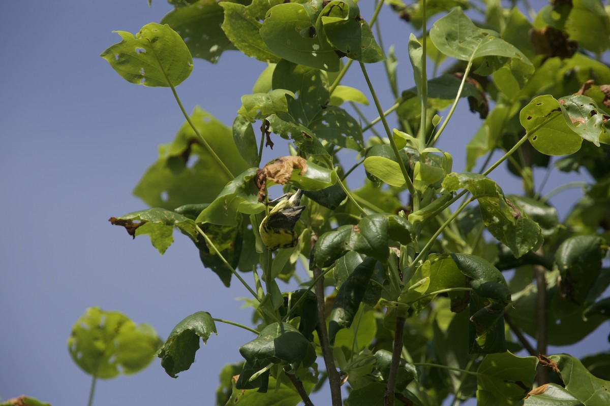 Prairie Warbler - ML619564367