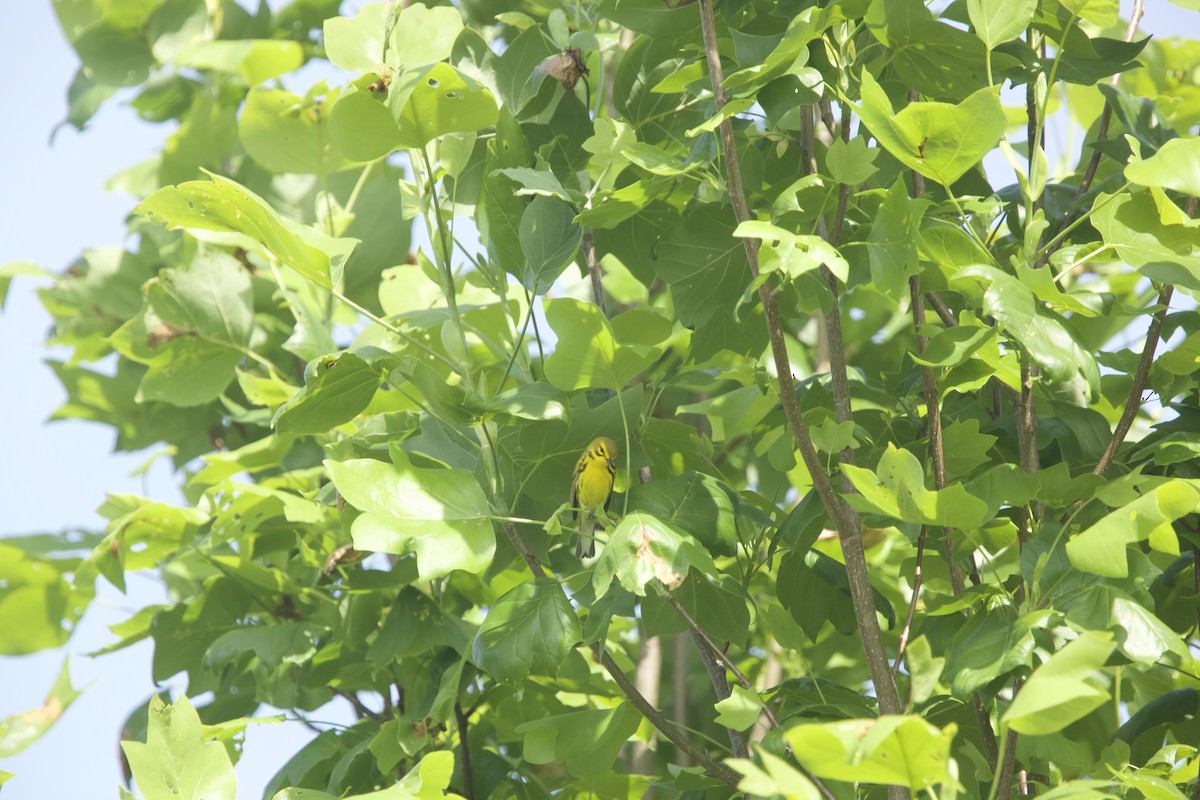 Prairie Warbler - Paul Miller