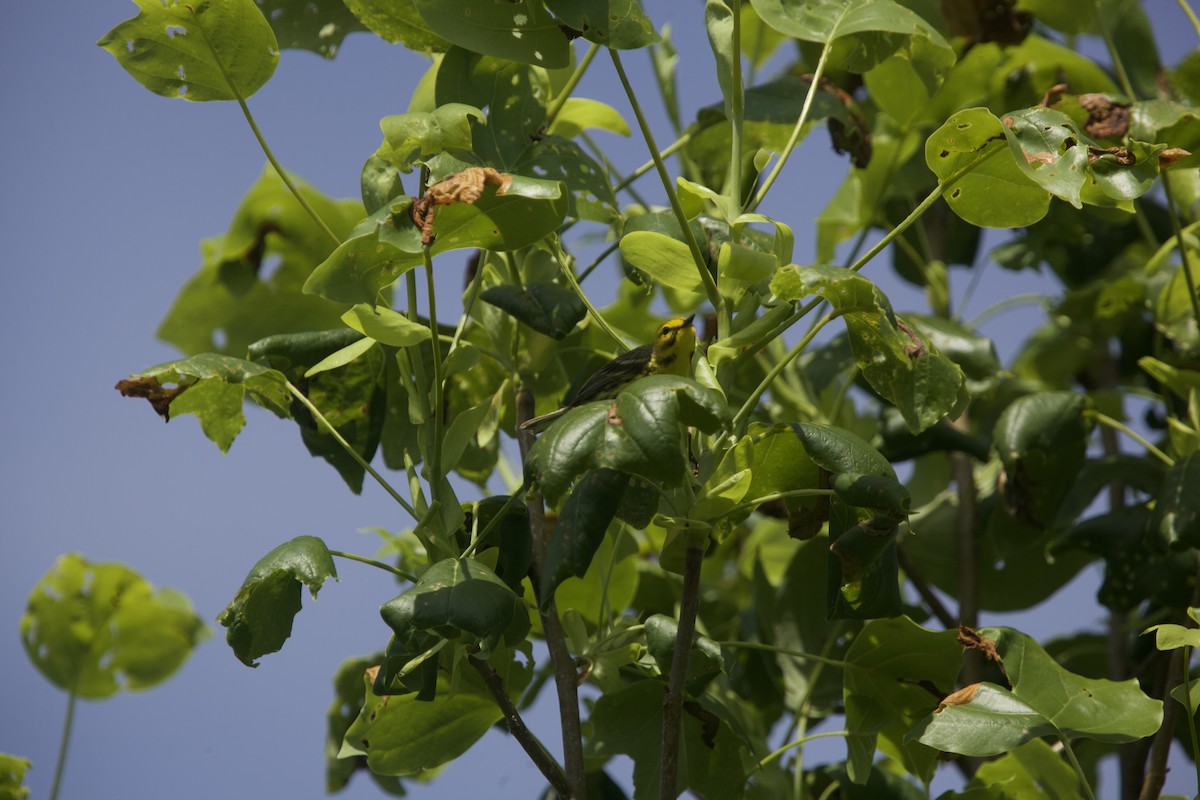 Prairie Warbler - ML619564372