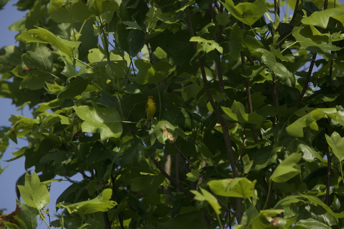 Prairie Warbler - Paul Miller