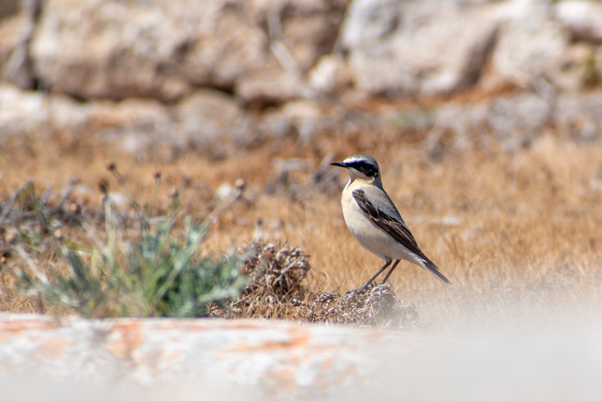 Northern Wheatear - Ruchir Srivastava