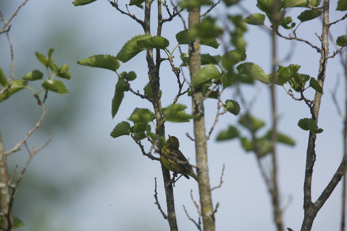 Prairie Warbler - Paul Miller