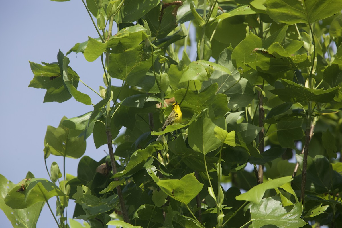 Prairie Warbler - Paul Miller