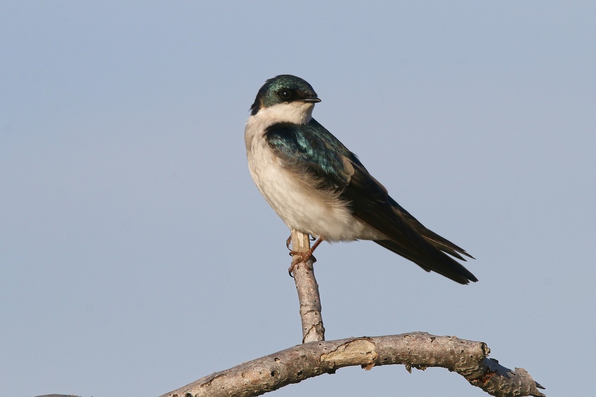 Tree Swallow - Devin Griffiths