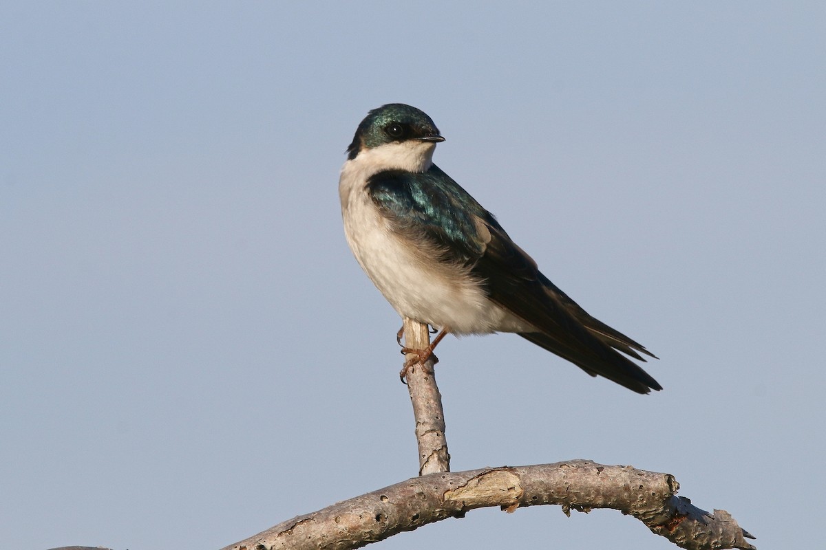 Tree Swallow - ML619564390