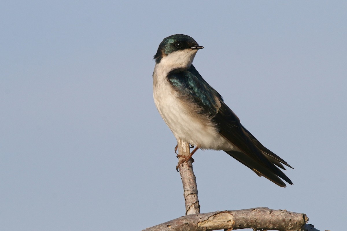 Tree Swallow - Devin Griffiths
