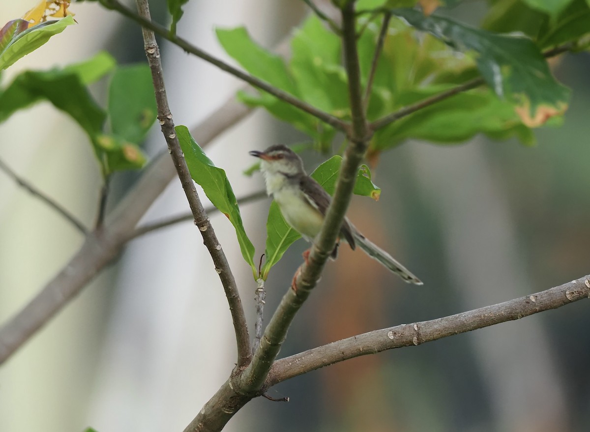 Plain Prinia - 芳色 林