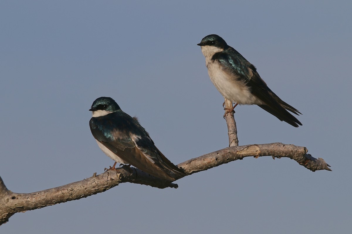 Tree Swallow - Devin Griffiths