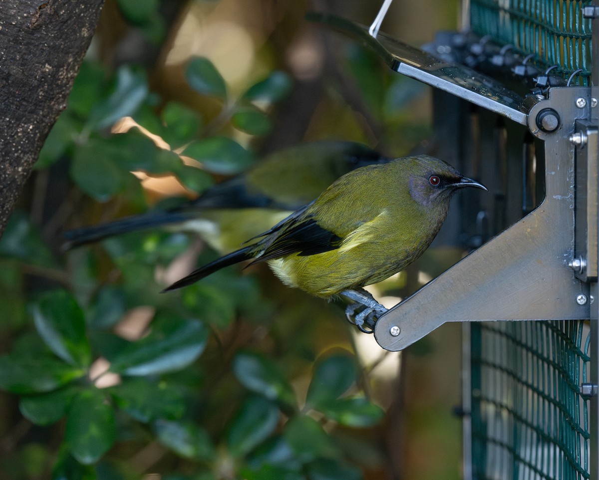 New Zealand Bellbird - ML619564399