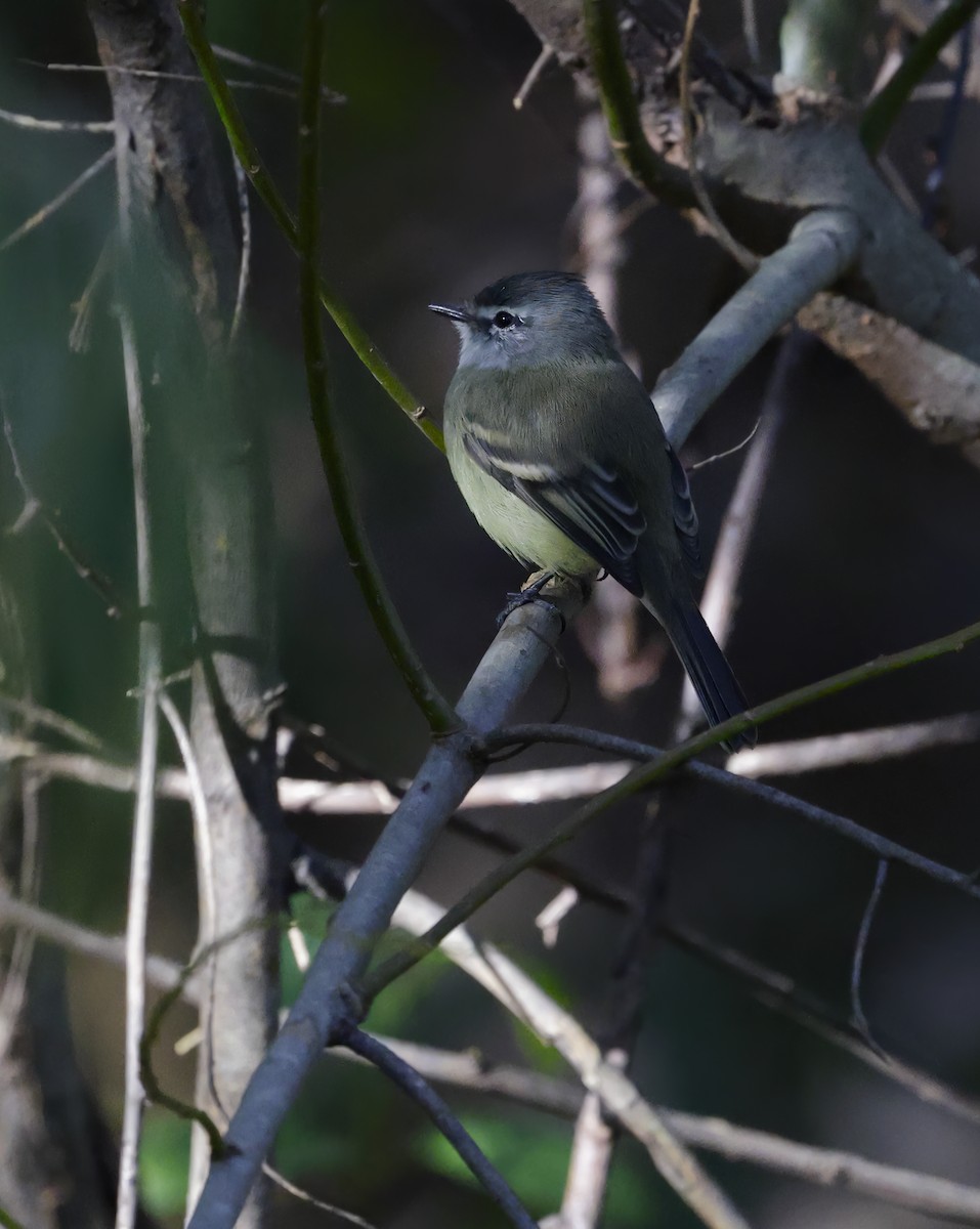 White-crested/Straneck's Tyrannulet - Anonymous