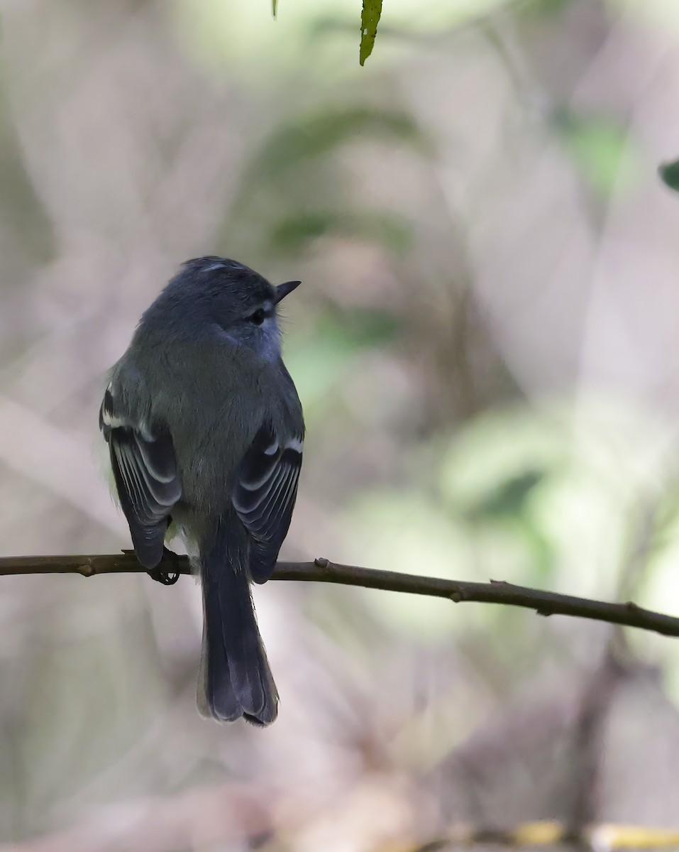 White-crested/Straneck's Tyrannulet - Anonymous