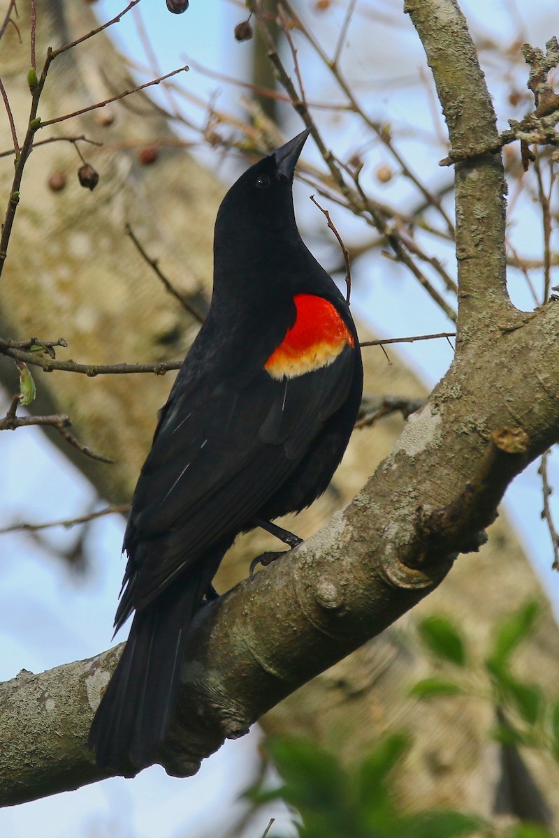 Red-winged Blackbird - Devin Griffiths