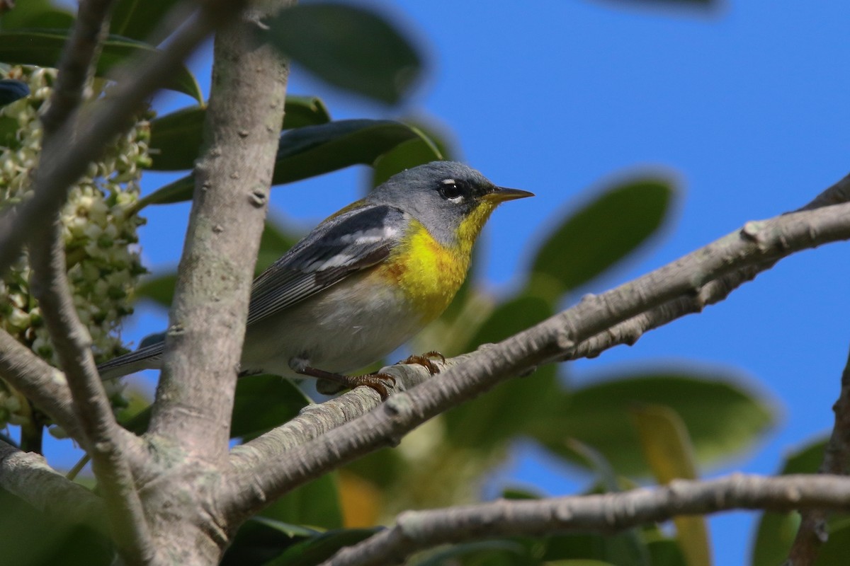 Northern Parula - Devin Griffiths