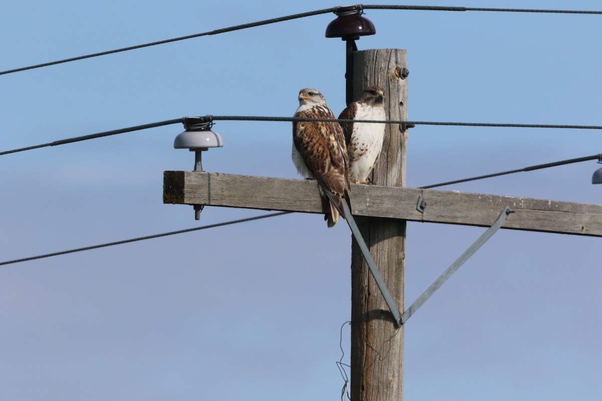 Ferruginous Hawk - Don Weidl