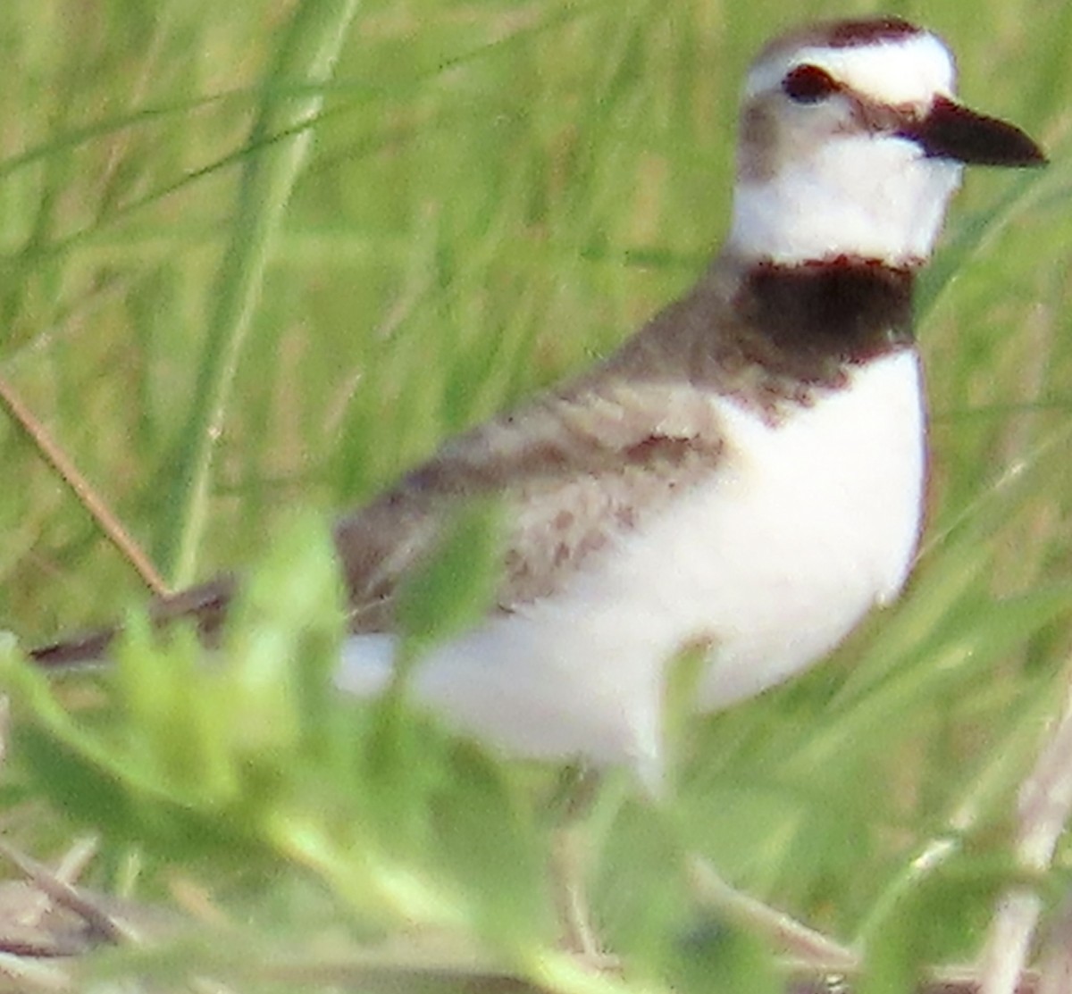 Wilson's Plover - Mark Domincovich