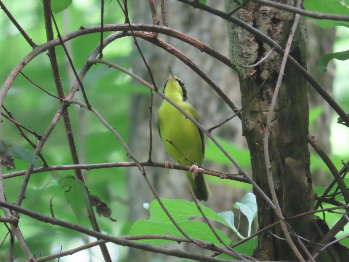 Kentucky Warbler - Bill Hohenstein