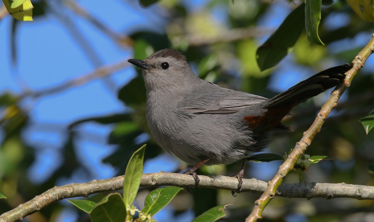 Gray Catbird - ML619564425