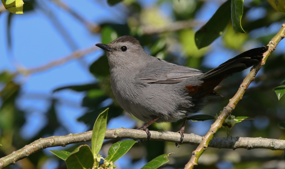 Gray Catbird - Devin Griffiths