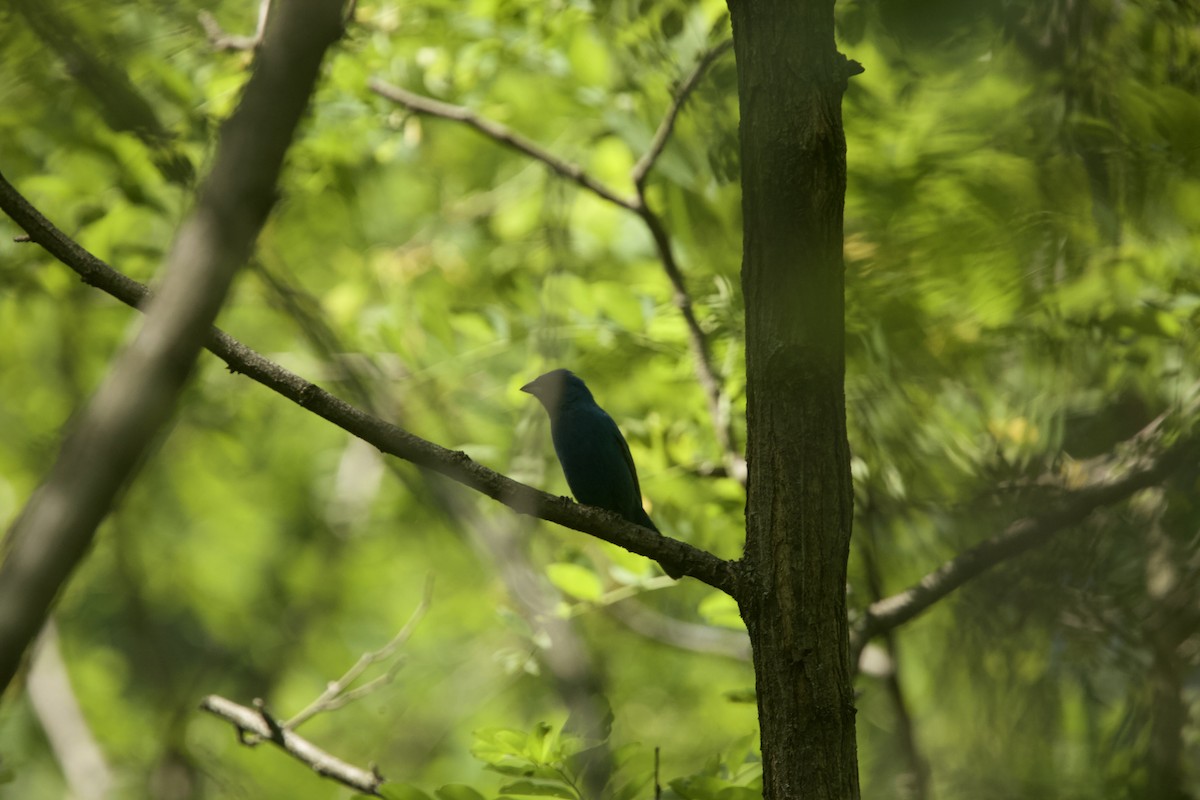 Indigo Bunting - Paul Miller