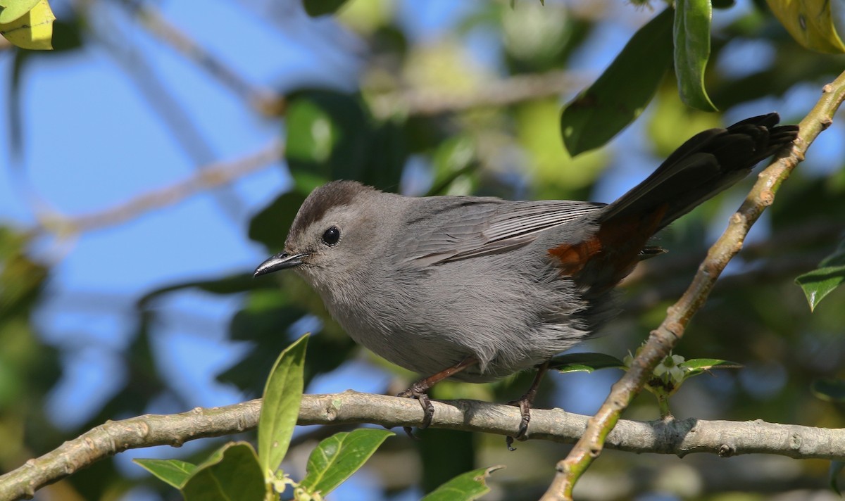 Gray Catbird - Devin Griffiths