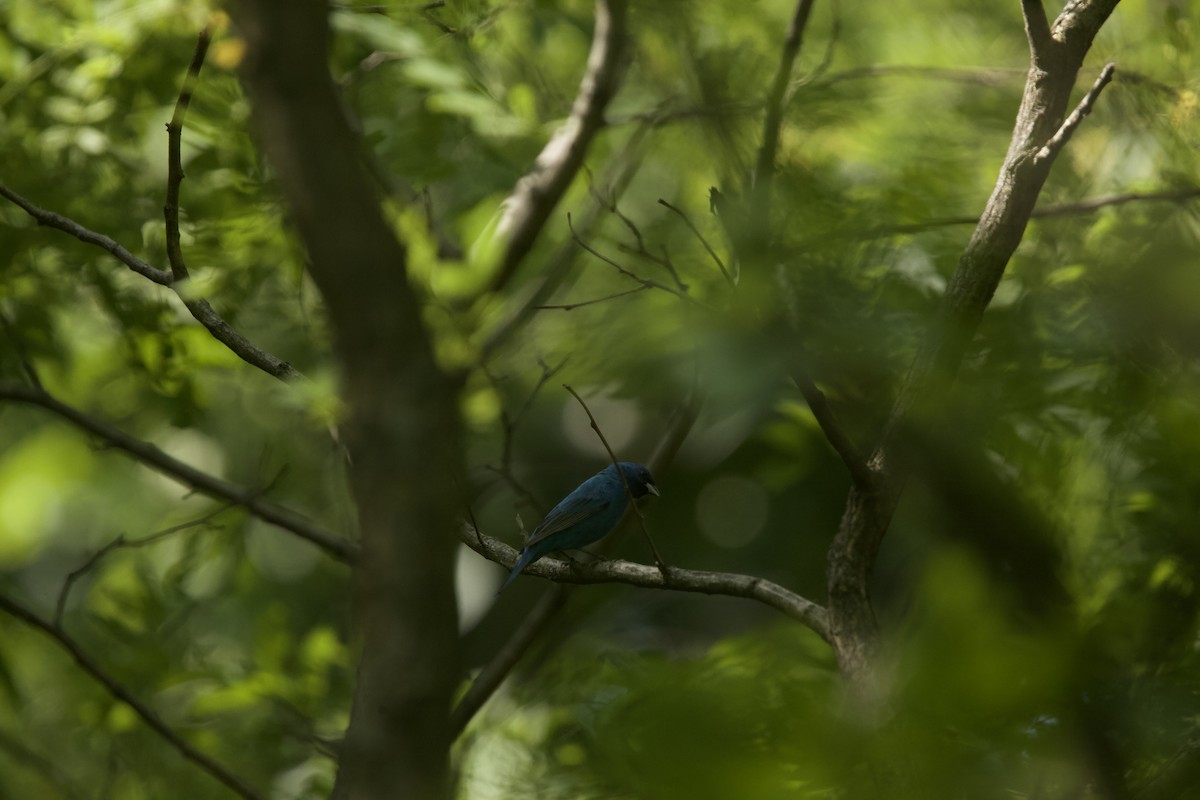 Indigo Bunting - Paul Miller