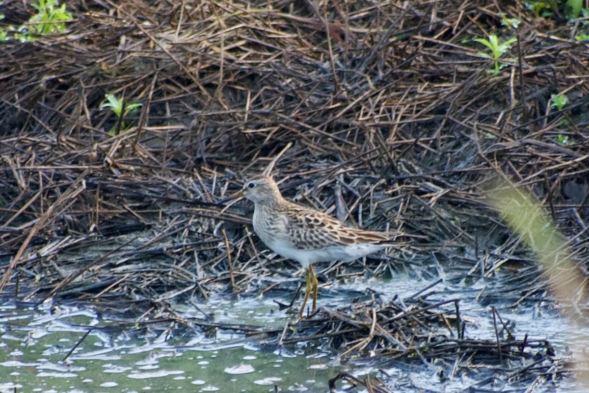 Pectoral Sandpiper - Brenda Sánchez