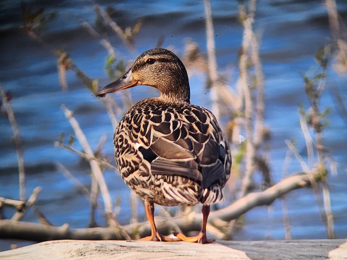 Canard colvert - ML619564435