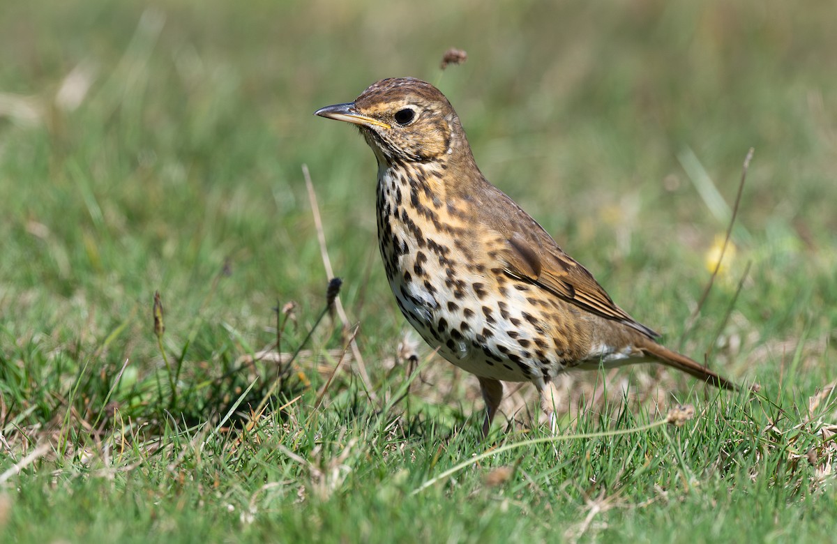 Song Thrush - Miguel  Mejias