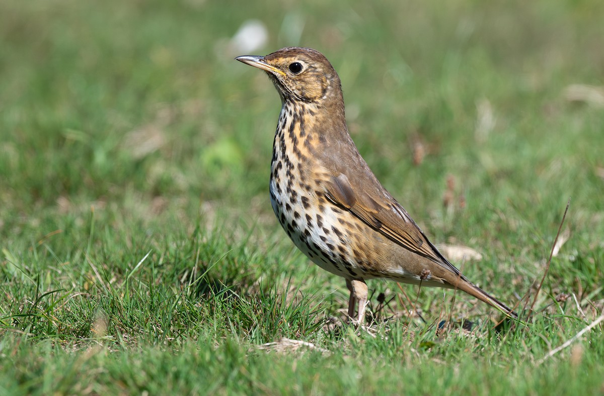 Song Thrush - Miguel  Mejias