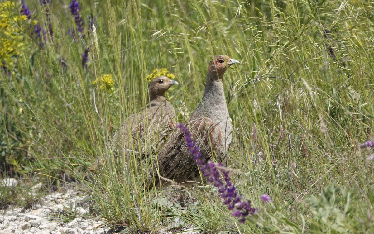 Gray Partridge - ML619564445