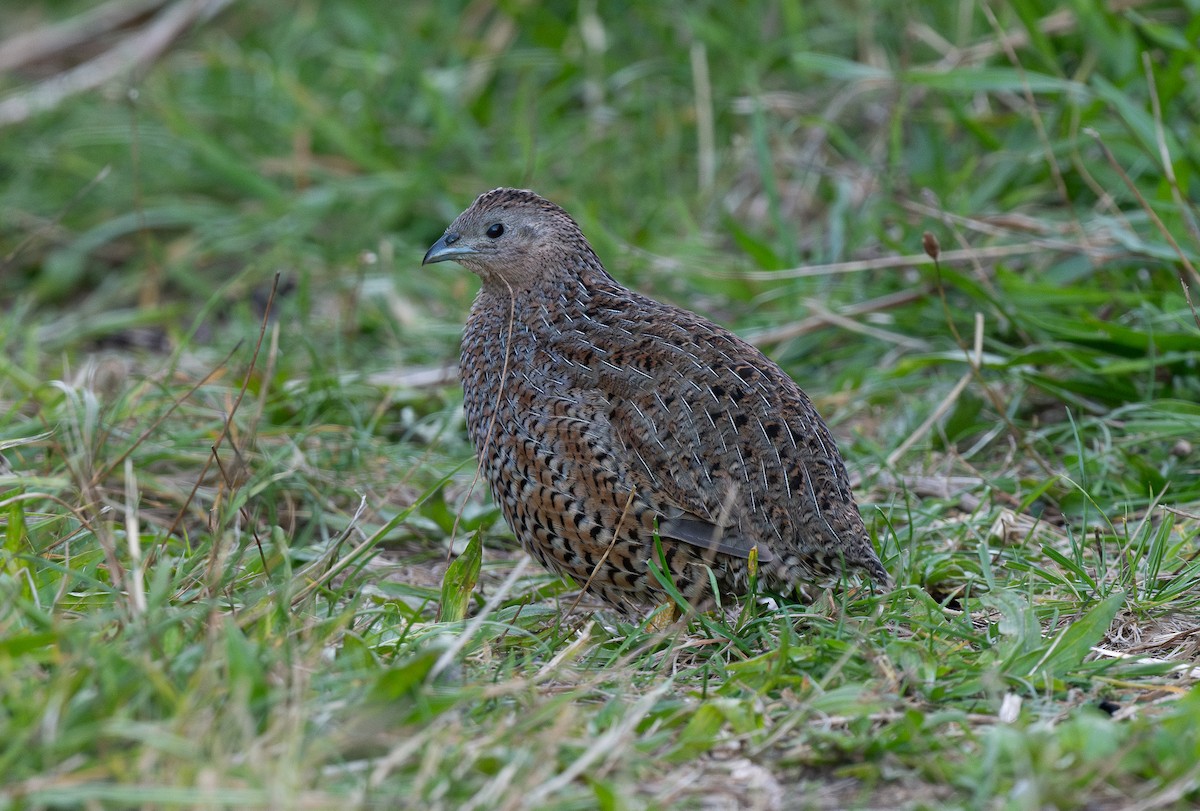 Brown Quail - ML619564451