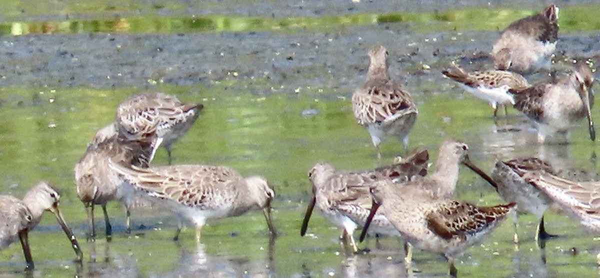 Short-billed Dowitcher - Mark Domincovich