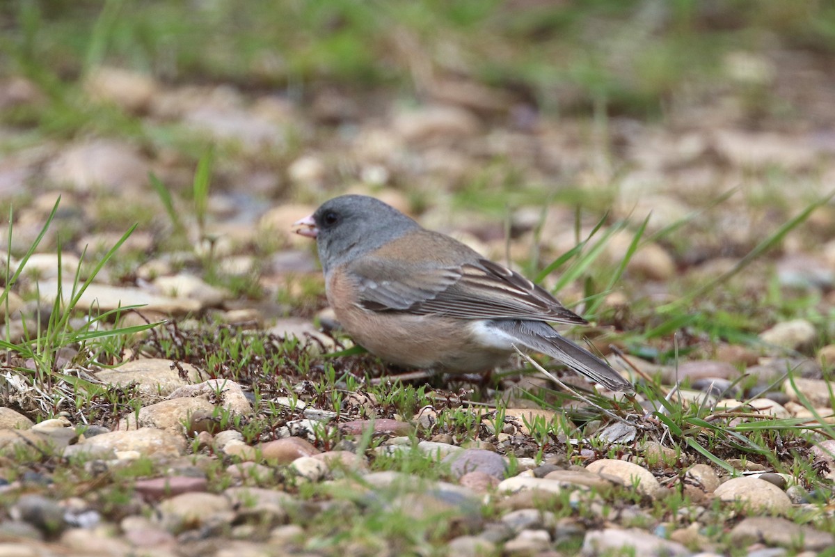 Dark-eyed Junco (Pink-sided) - Don Weidl