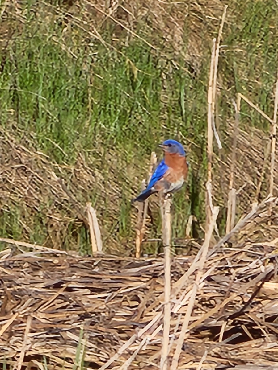 Eastern Bluebird - Jon Hills