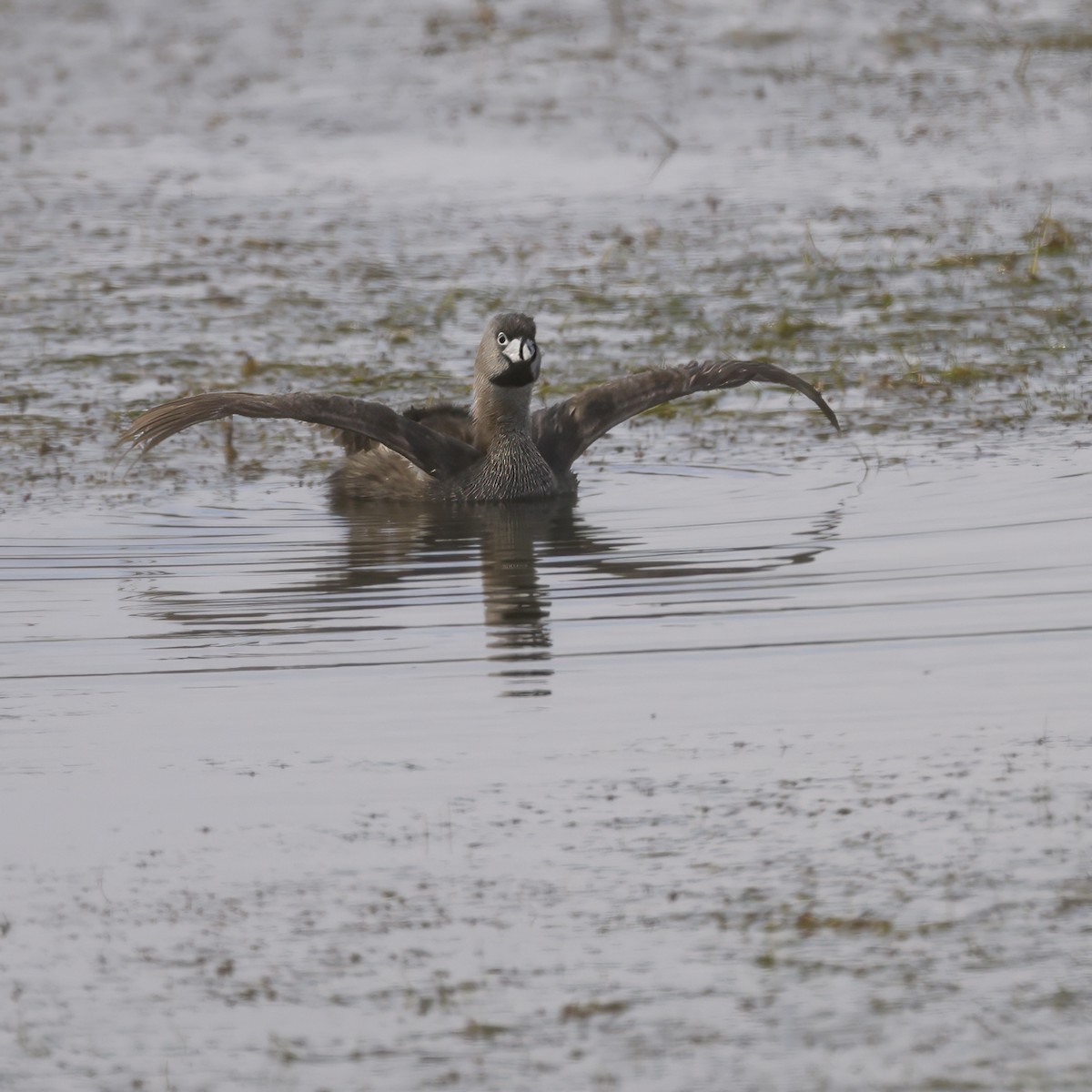 Pied-billed Grebe - Mike Gifford