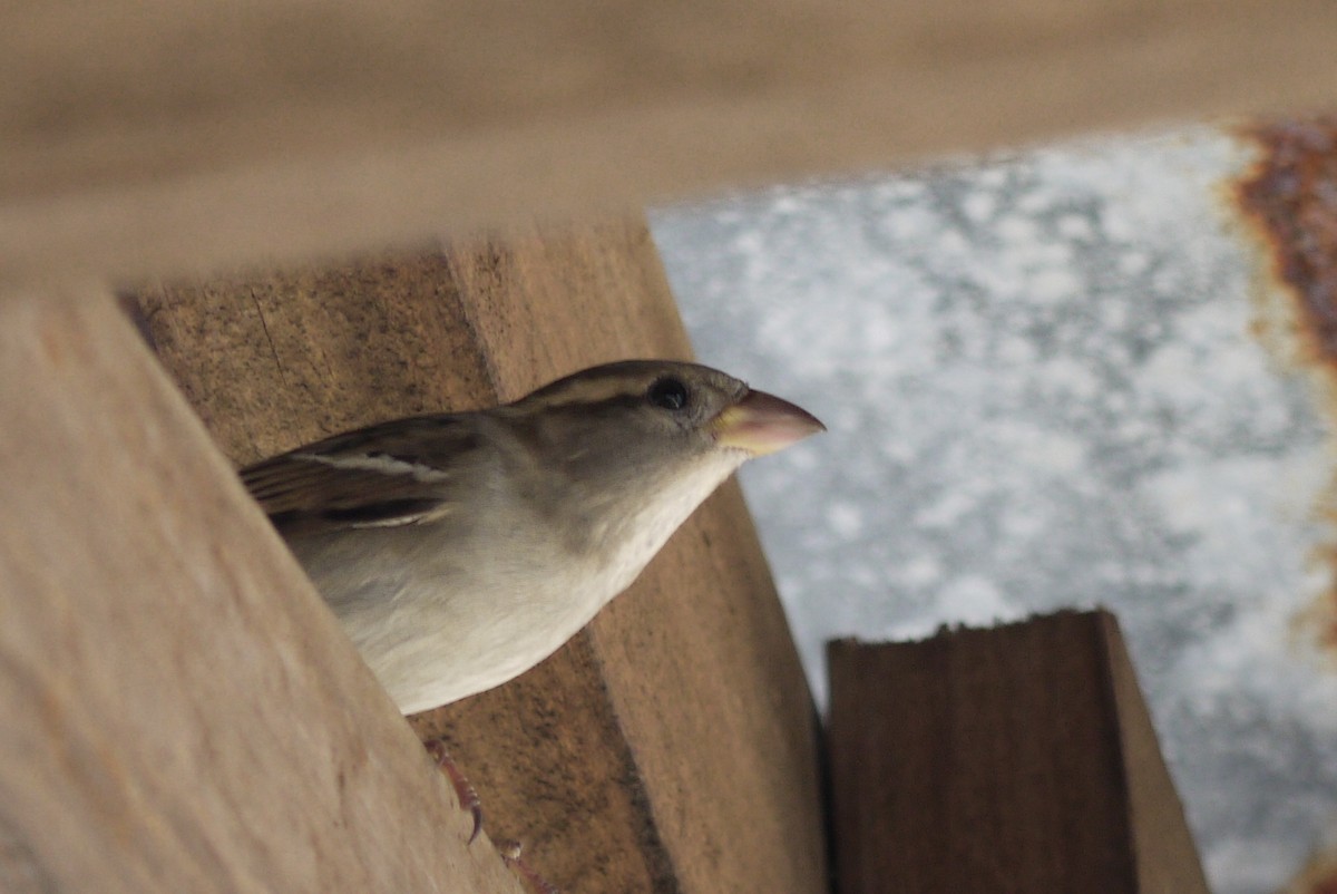 House Sparrow - ML619564473