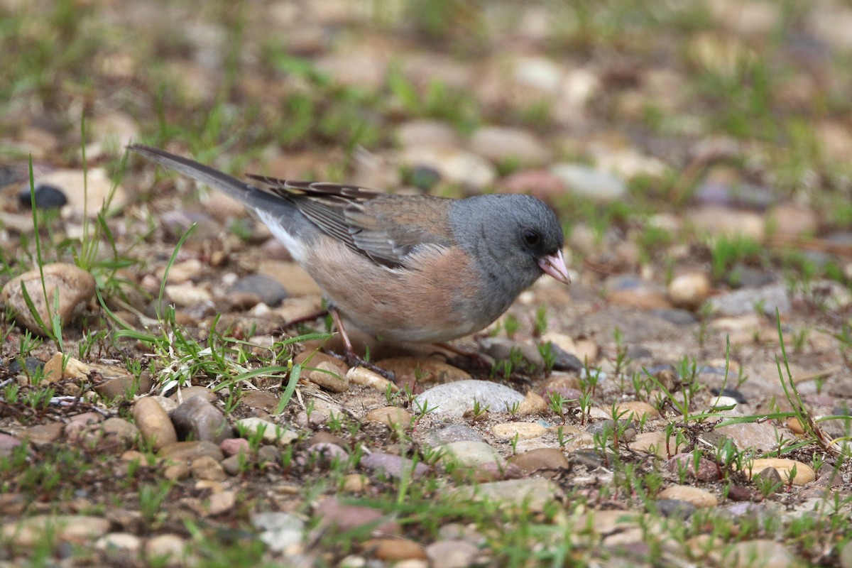 Dark-eyed Junco (Pink-sided) - Don Weidl