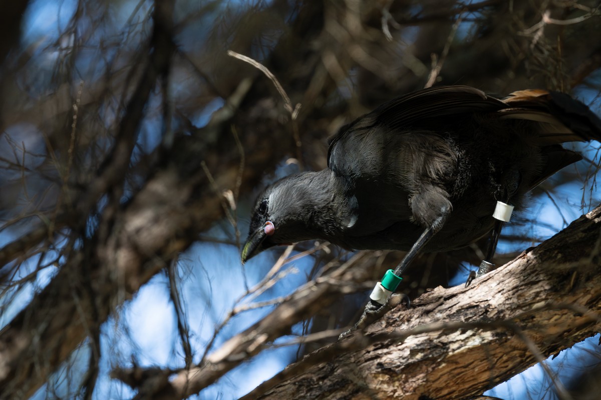 North Island Kokako - Miguel  Mejias