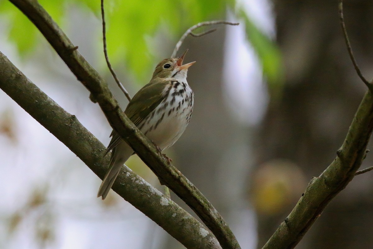 Ovenbird - Devin Griffiths