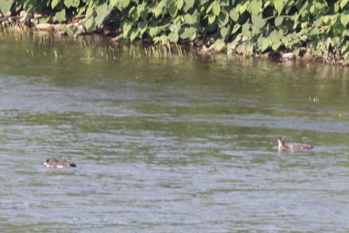 Common Loon - J.B. Churchill