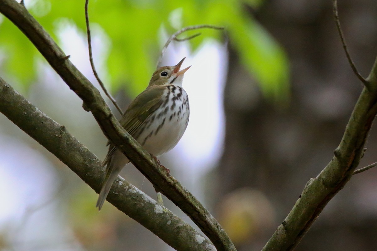 Ovenbird - Devin Griffiths