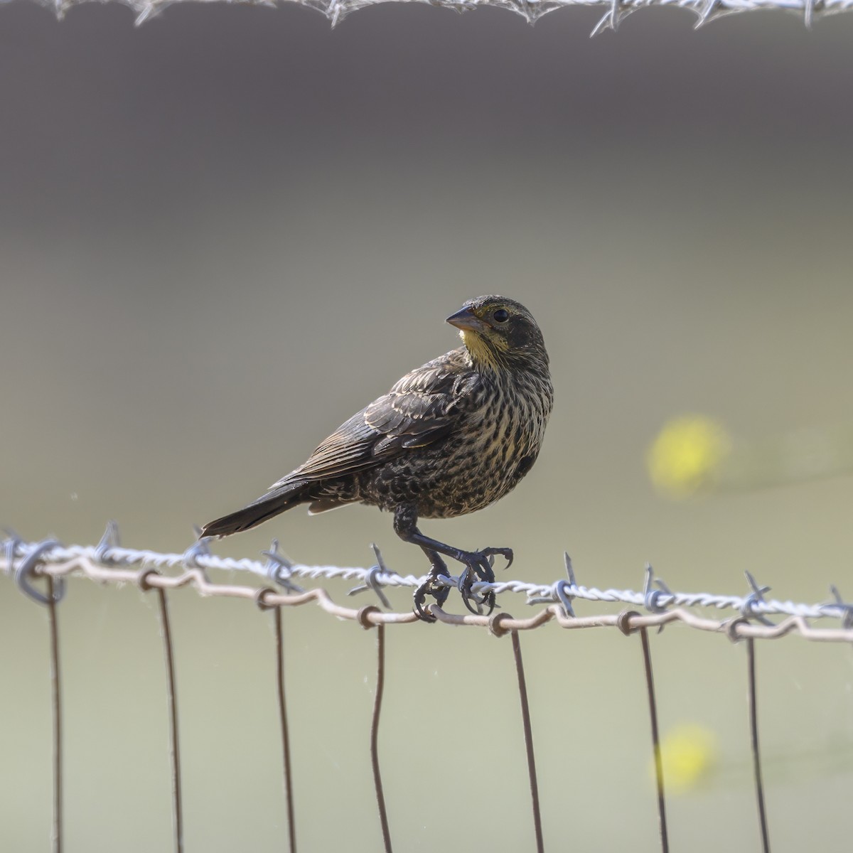 Red-winged Blackbird - Mike Gifford