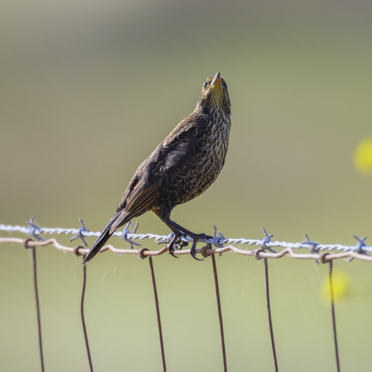 Red-winged Blackbird - Mike Gifford