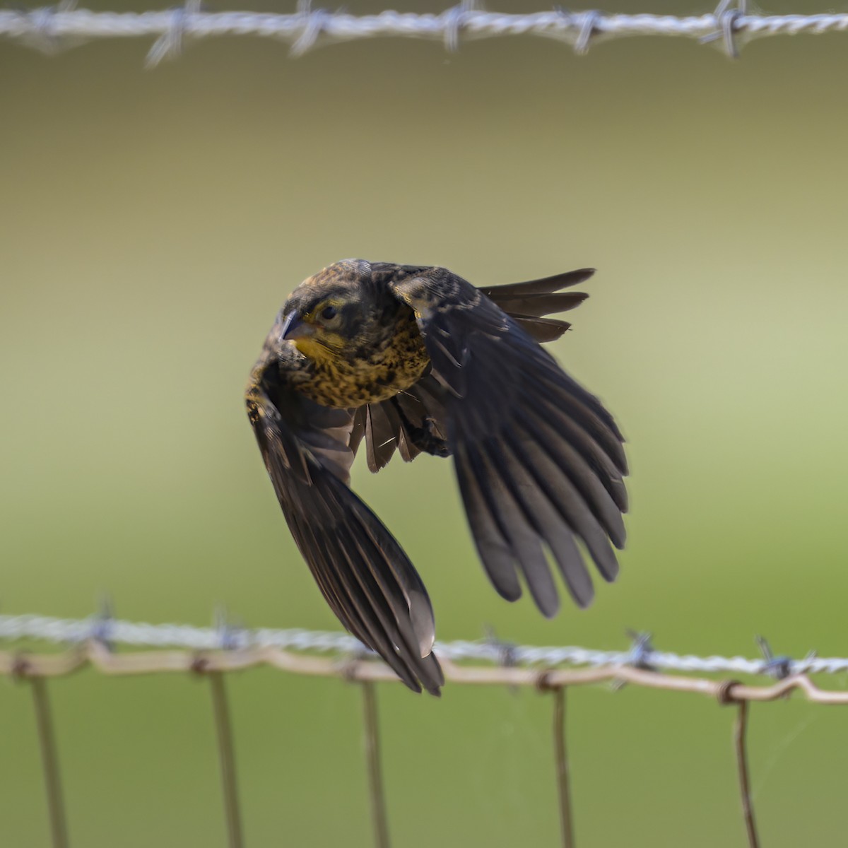 Red-winged Blackbird - Mike Gifford