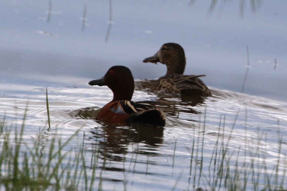 Cinnamon Teal - Don Weidl