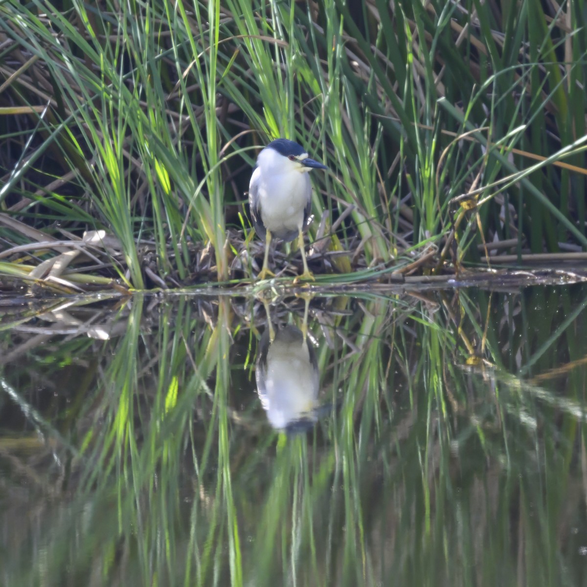 Black-crowned Night Heron - Mike Gifford