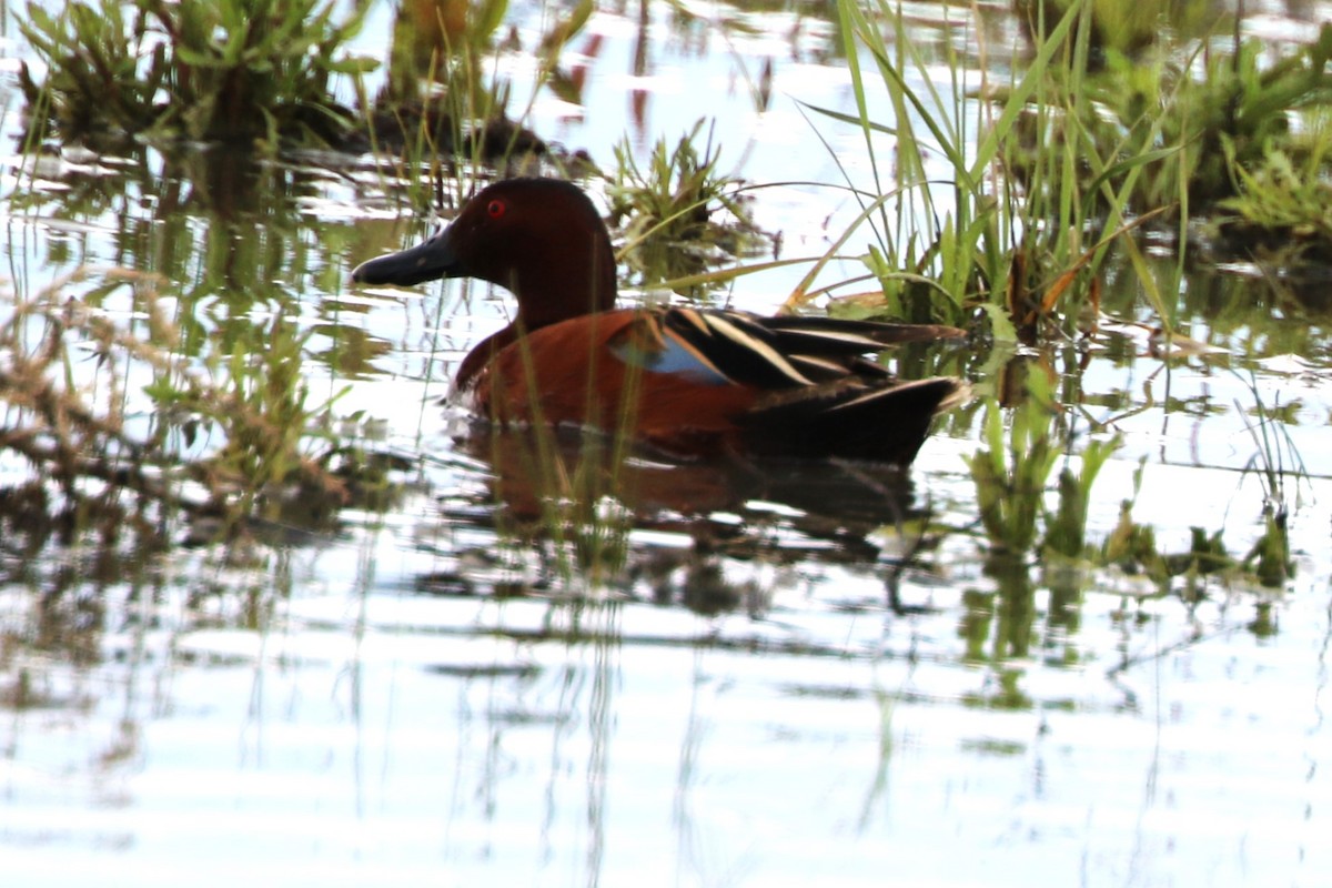 Cinnamon Teal - Don Weidl