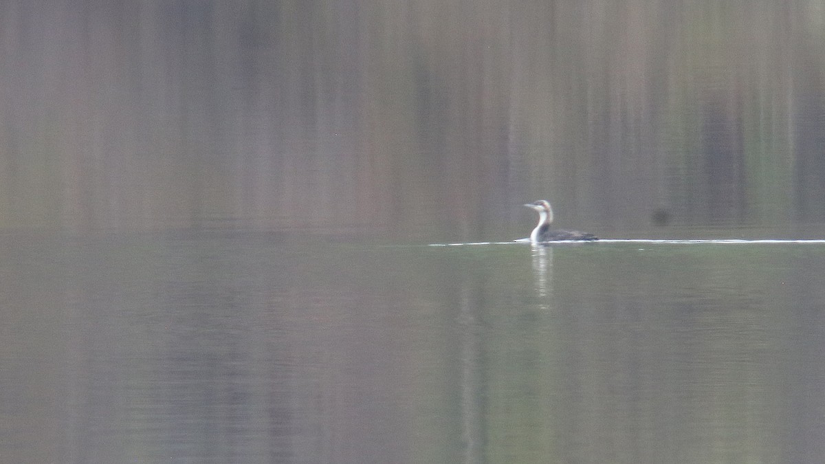 Pacific Loon - Jim Sims